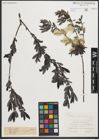 Foto von Salix purpurea L.